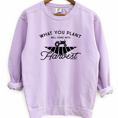 What You Plant Will Come Into Harvest Crewneck (S-3XL) - Multiple Colors!